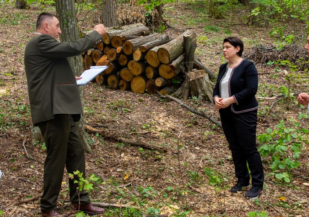 Guvernarea cap-de-lemn – lemne.net, creier.net