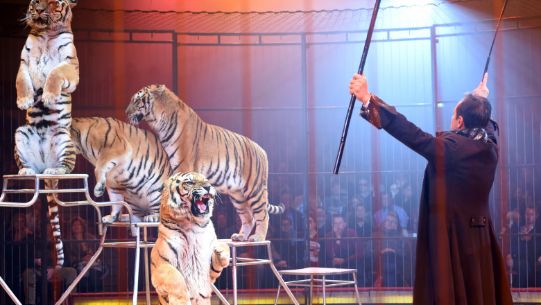 Criza de isterie – sindrom al neputinței. Fiara, chiar și cea dresată, te sugrumă, dacă emani slăbiciune și&nbsp;frică